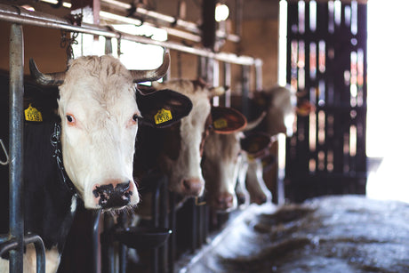 Milk Filtration - What is the Filtration Process?