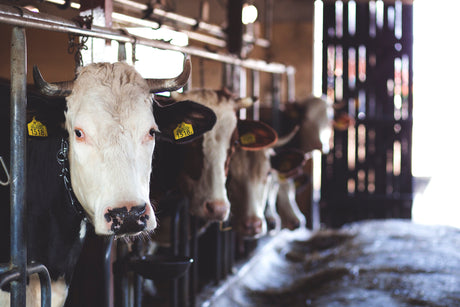 Milk Filtration - What is the Filtration Process?
